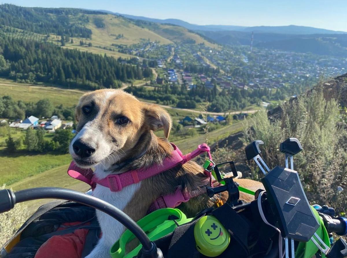 Собака – путешественница преодолела путь из Казахстана в Санкт-Петербург